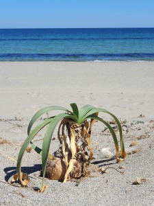 La Manga (San Javier)