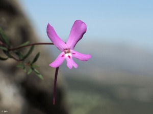 Sierra de Mojantes (Caravaca)