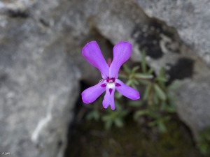 Sierra de Mojantes (Caravaca)