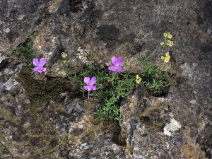 Sierra de Mojantes (Caravaca)