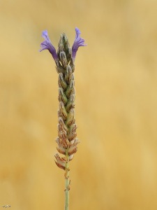 El Caarico (Alhama de Murcia)