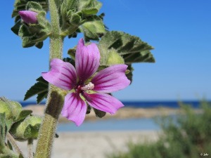 Cala Crcolas (San Javier)