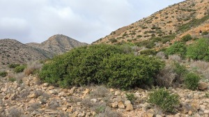 Cabezo Gordo (Torre-Pacheco)