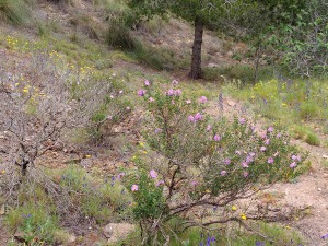 Llano del Beal