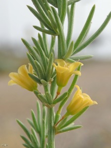 La Manga (San Javier)