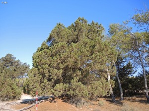 Pinar del Coterillo (Parque Regional de San Pedro)