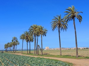 Entre Los Nietos y Los Belones (Cartagena)