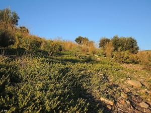 Parque municipal de los alcornocales (Molina de Segura)