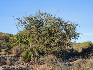 Monte Mingote de Los Nietos (Cartagena)