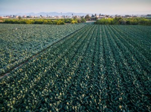 La Huerta de Murcia. Beniel 