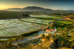 Panormica de arrozales. Calasparra 