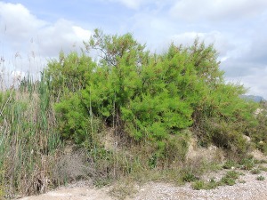 Humedal de Ajauque (Fortuna)