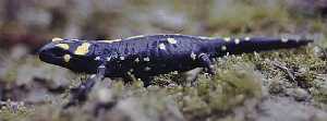 Salamandra Comn