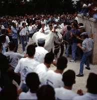 Concurso de Caballos a Pelo (Caballos del Vino - Fiestas de la Stma. y Vera Cruz - Caravaca de la Cruz) 