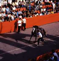 Concurso de Caballos a Pelo (Caballos del Vino - Fiestas de la Stma. y Vera Cruz - Caravaca de la Cruz) 