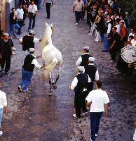 Concurso de Caballos a Pelo (Caballos del Vino - Fiestas de la Stma. y Vera Cruz - Caravaca de la Cruz) 