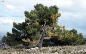 Cumbres de Sierra Espua