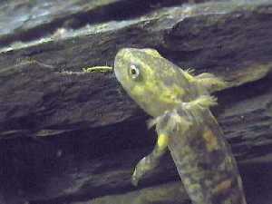 Salamandra común, renacuajo