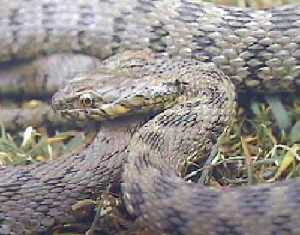 Culebra Viperina, ejemplar adulto. El dibujo dorsal en zig-zag, recuerda a la Vibora.