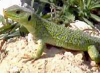 Lagarto Ocelado, ejemplar subadulto. Coloracion dorsal con ocelos.