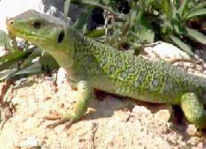 Lagarto Ocelado, ejemplar subadulto. Coloracion dorsal con ocelos.