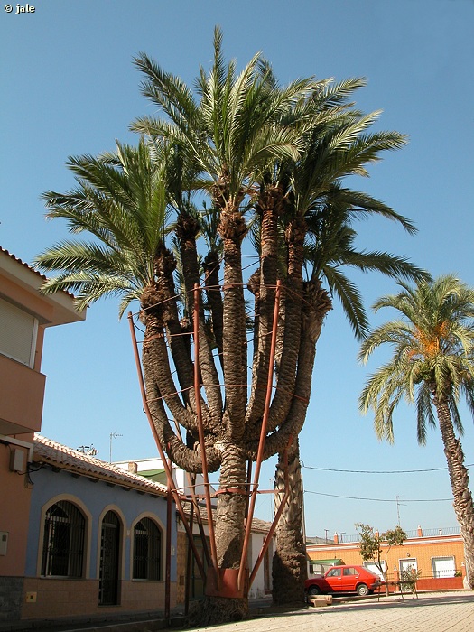 PALMERA DATILERA. Phoenix dactylifera [Palmae (=Arecaceae)] Región de