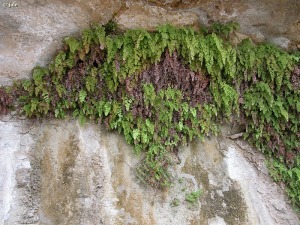 Fuente del Pozo-Baos de Mula