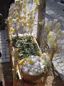 Gusanos de Seda en El Zacatn de Bullas