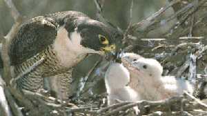 Halcón Peregrino alimentando a su nidada