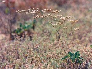 Limonium aff. cossonianum en La Marina del Carmol