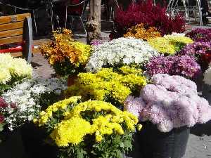 Flores tpicas del Da de Todos los Santos. Mercadillos y plazas de la Regin