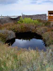 Vegetacin del arenal del Parque de las Salinas