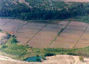 Cultivos de arroz-azaraque en Calasparra