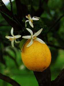 Lim�n en flor