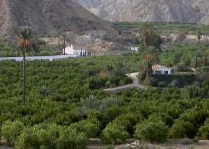 Limonar de Villanueva del Ro Segura 