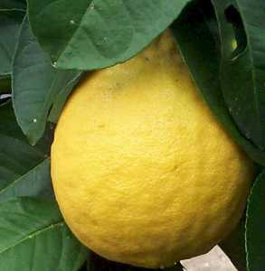 Lim�n en el arbol [Lim�n]