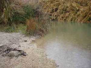 Playa fluvial con vegetacin de ribera