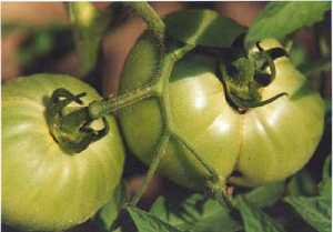 Tomate antes de la maduracin