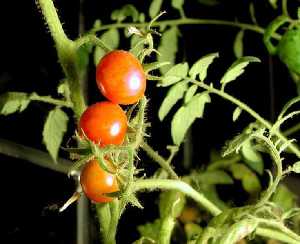 Planta de tomate con fruto