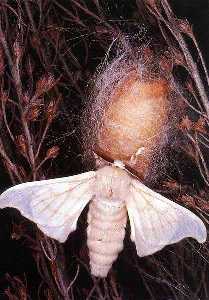 Capullo de seda con mariposa