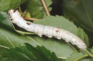 Larva de gusano de seda