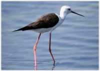 Ejemplar de cigeuela. (Himantopus himantopus).