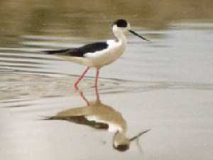 Cigeuela batiendo las aguas de poca profundidad. (Himantopus himantopus).