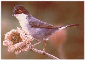 Ejemplar de curruca cabecinegra. Se observa perfectamente el rojizo del anillo ocular. (Sylvia melanocephala).