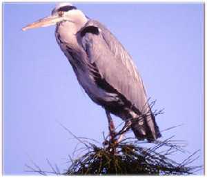 Ejemplar de garza real. Obsrvese la posicin del cuello (encogido) cuando est posada. (Ardea cinerea).