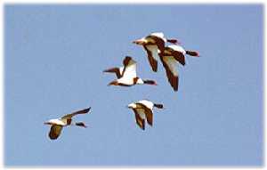 Grupo de tarros blanco en vuelo 