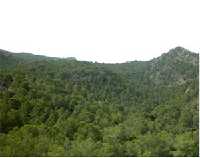 Pinar de Carrascoy