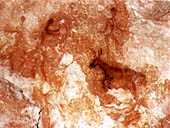 Pintura rupestre en Cuevas de Pea Rubia