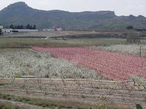 Floración del melocotonero y el ciruelo en Cieza. En color rosa resalta la parcela cultivada de esta especie, sobre el blanco de los cultivos de ciruelos.