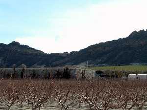 Aspecto que presenta una explotacin agraria de melocotoneros durante la epoca invernal. En las mismas laderas de la Sierra de la Espada.